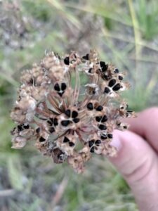 Nodding Onion