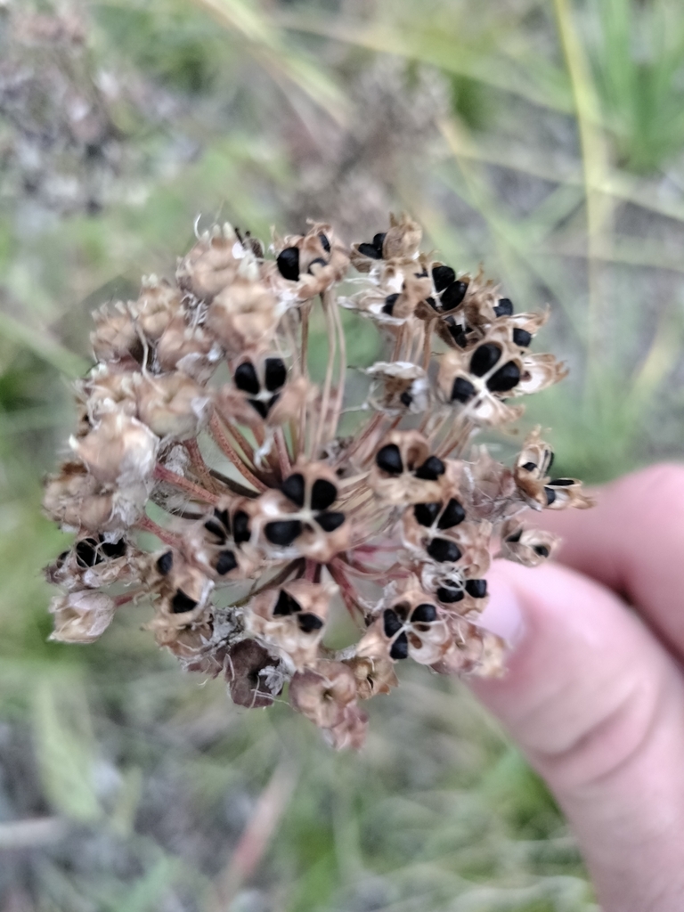 Allium_cernuum_photo_1