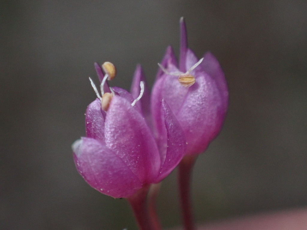 Allium_cernuum_photo_3