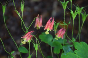 Eastern Columbine