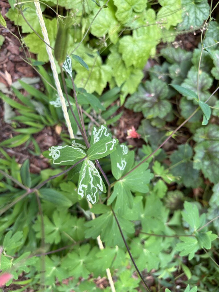 Aquilegia_canadensis_photo_1