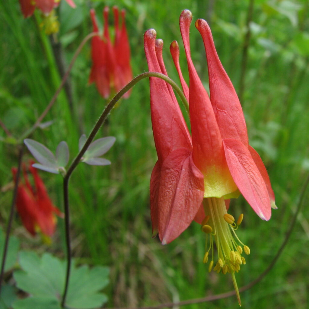 Aquilegia_canadensis_photo_2