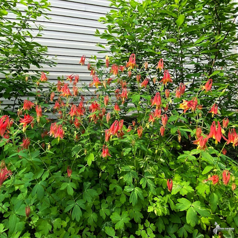 Aquilegia_canadensis_photo_3