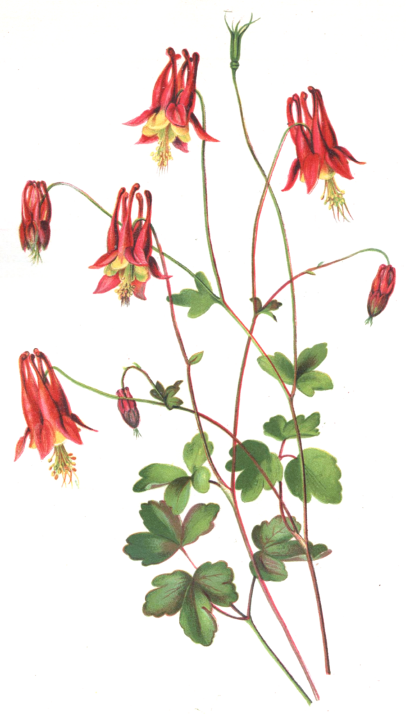 Aquilegia_canadensis_sketch1