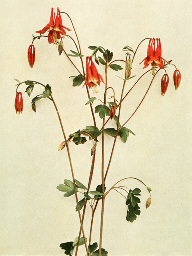 Aquilegia_canadensis_sketch_1