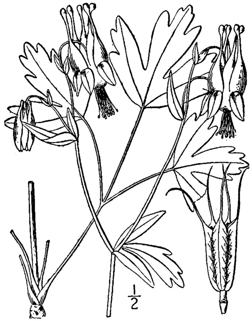 Aquilegia_canadensis_sketch_2