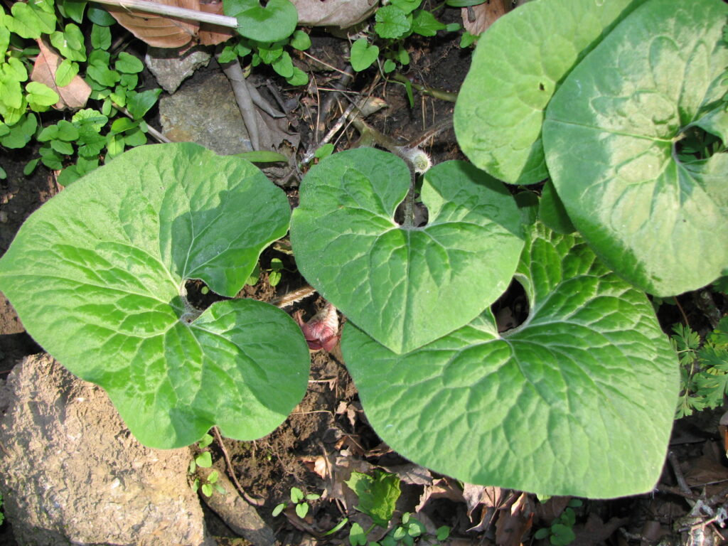 Asarum_canadense_photo_1