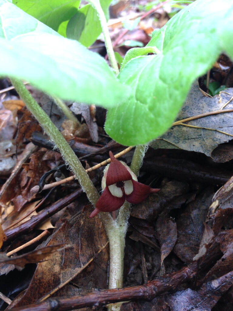 Asarum_canadense_photo_2