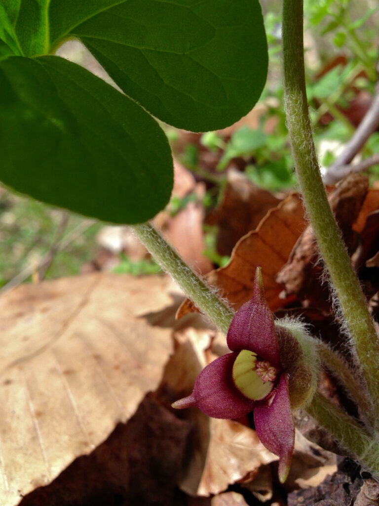 Asarum_canadense_photo_3