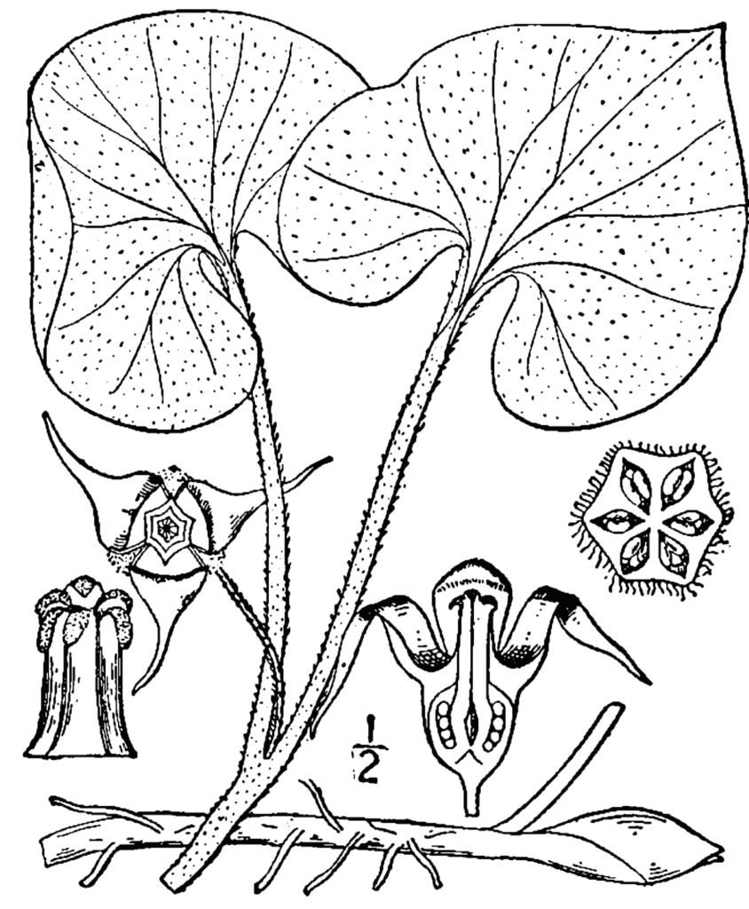 Asarum_canadense_sketch1