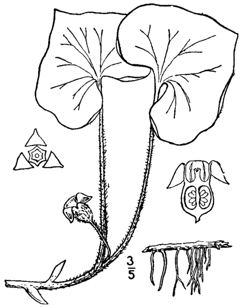 Asarum_canadense_sketch_1