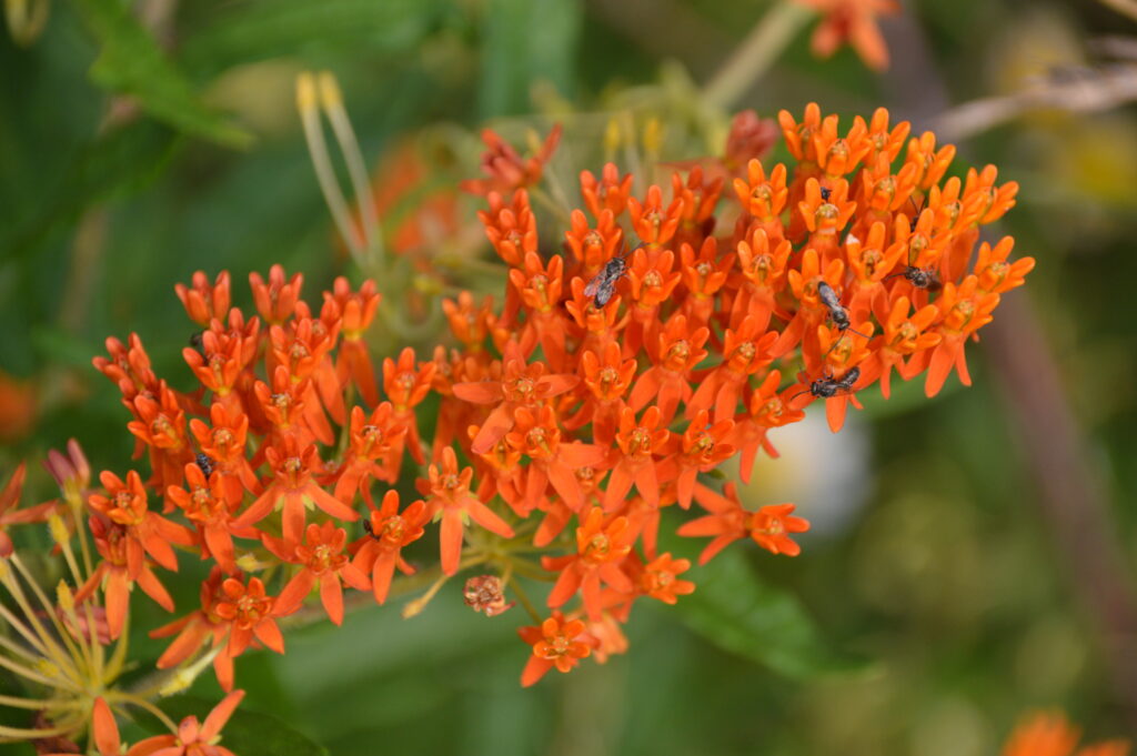 Asclepias_tuberosa_photo1