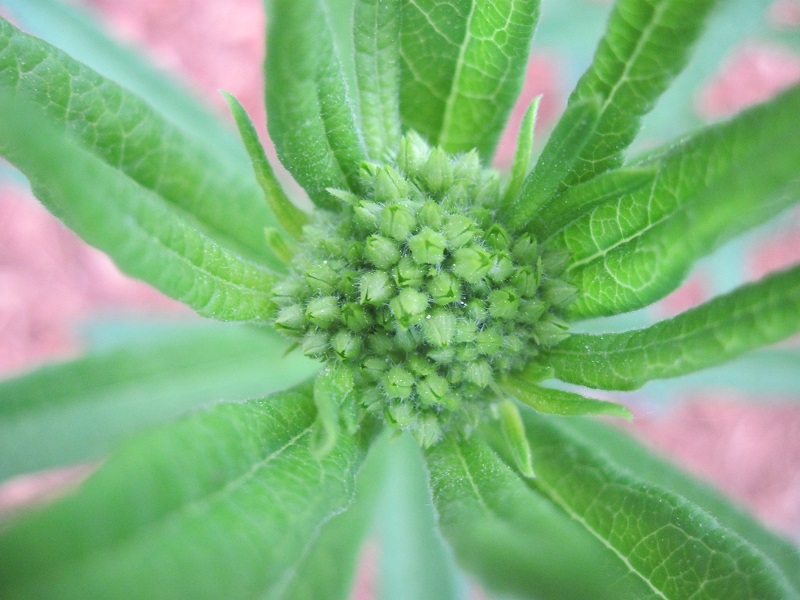 Asclepias_tuberosa_photo_2