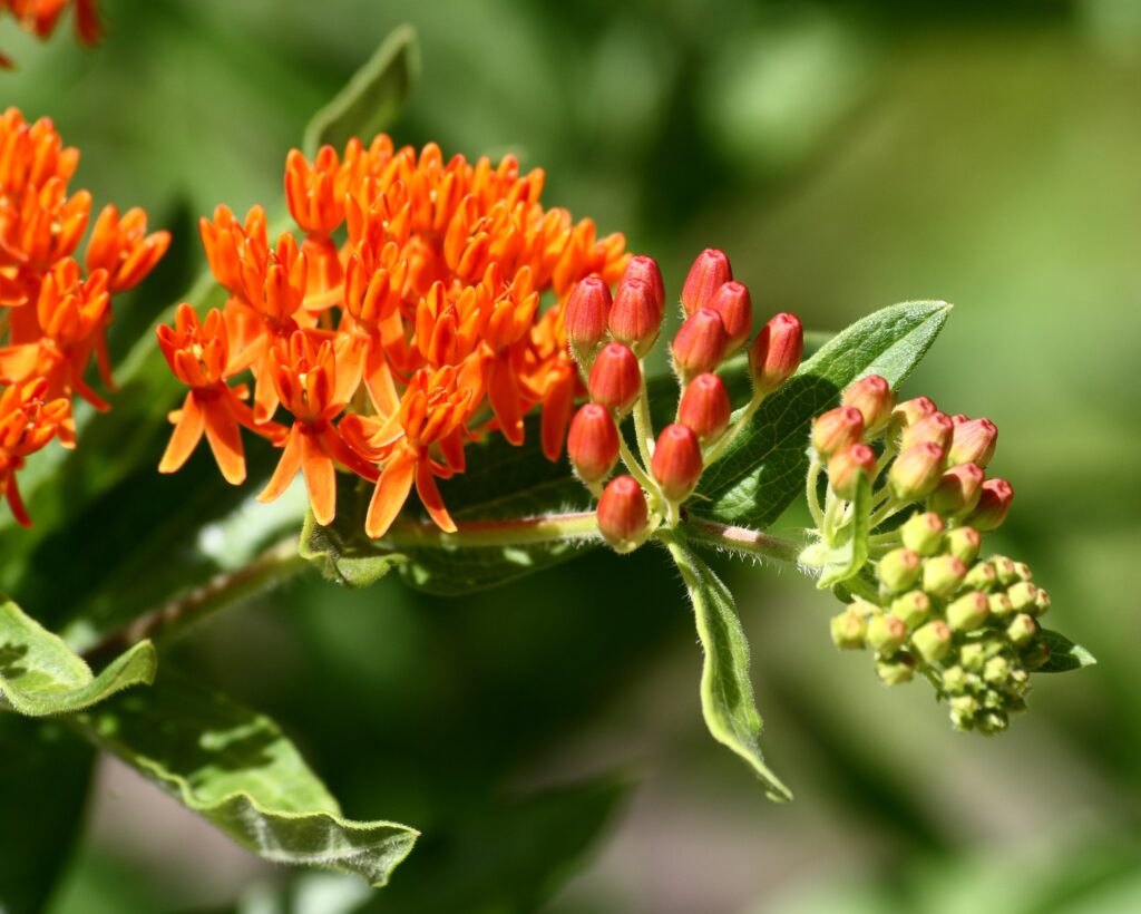 Asclepias_tuberosa_photo_3