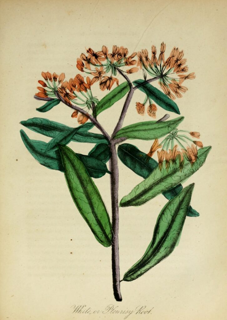 Asclepias_tuberosa_sketch1
