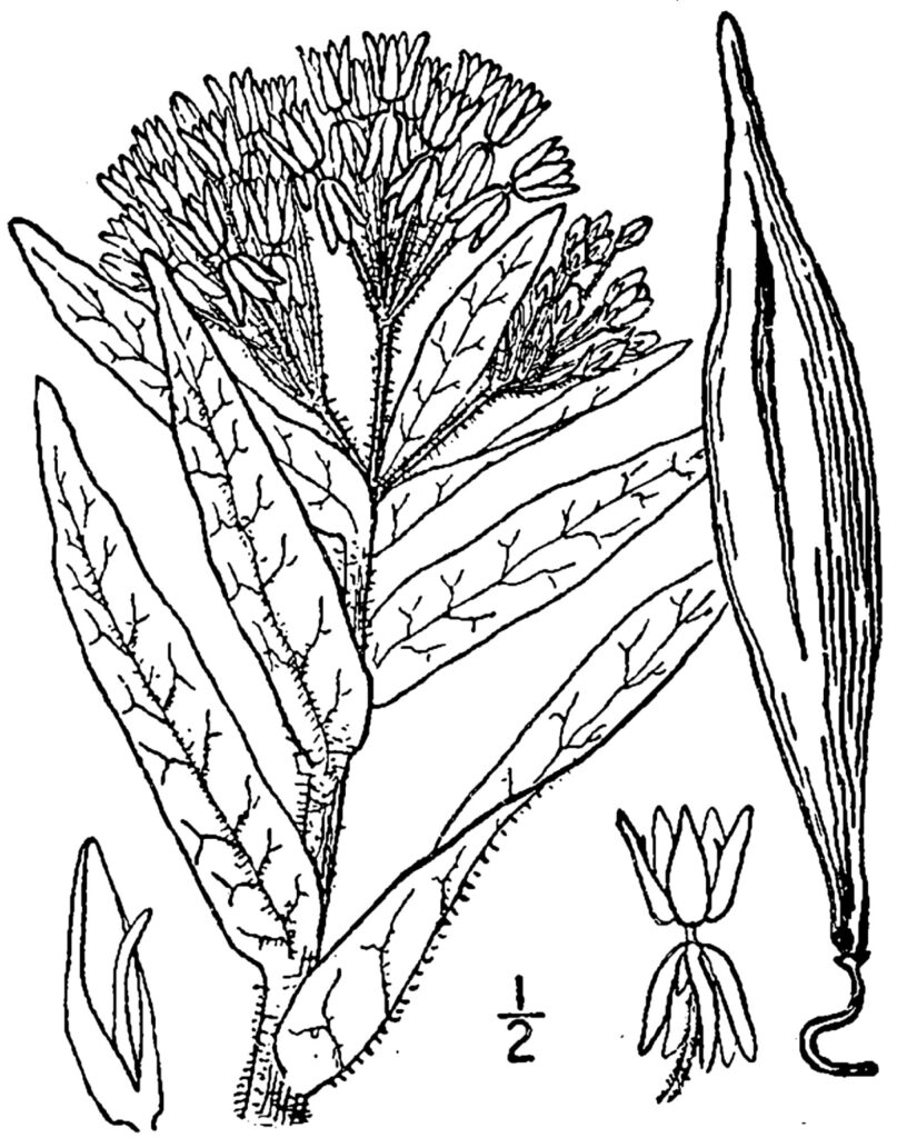 Asclepias_tuberosa_sketch_1