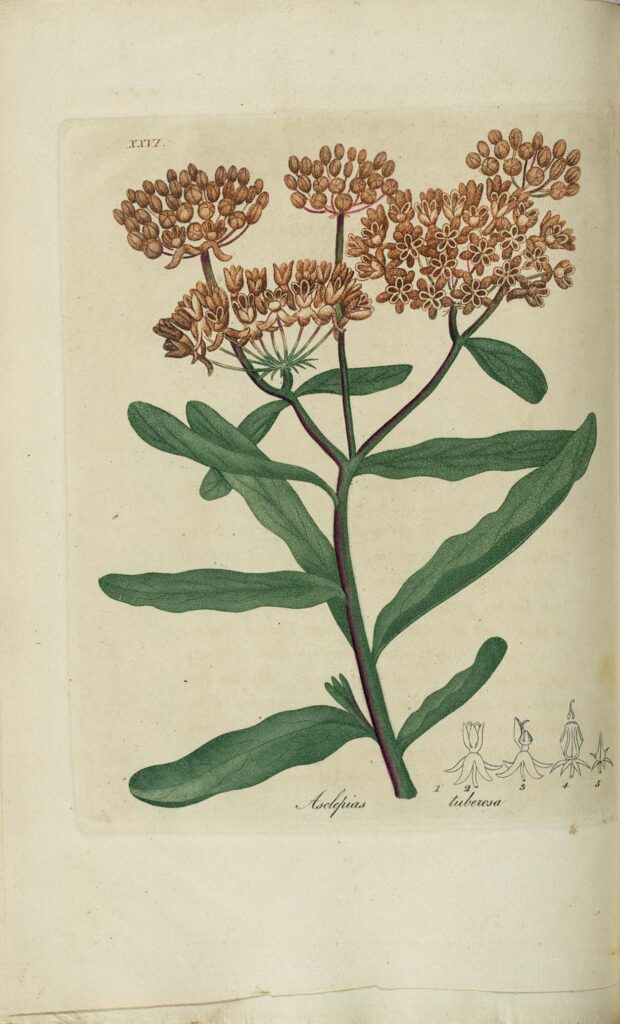 Asclepias_tuberosa_sketch_2