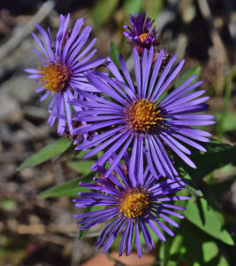New England Aster