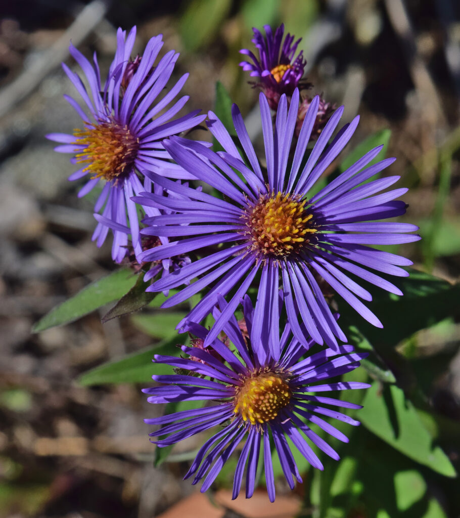 Aster_novae_angliae_photo_1