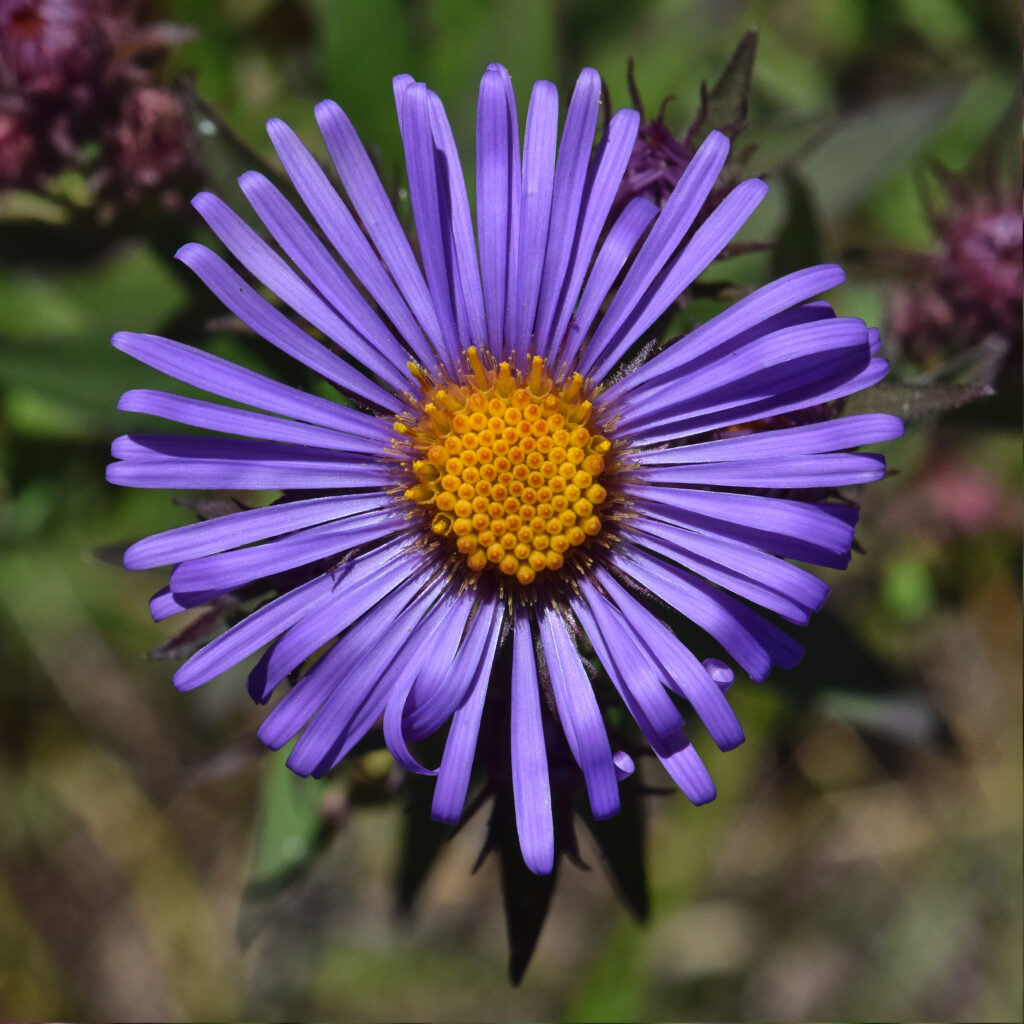 Aster_novae_angliae_photo_2