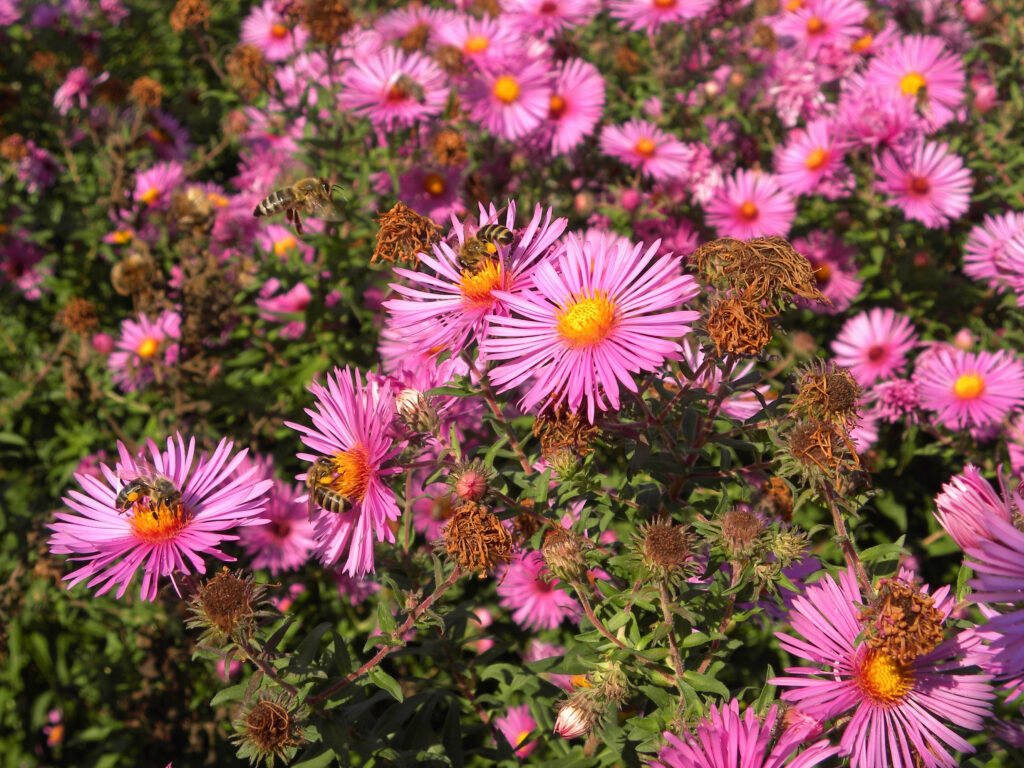 Aster_novae_angliae_photo_3