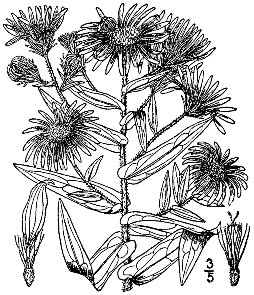 Aster_novae_angliae_sketch_1