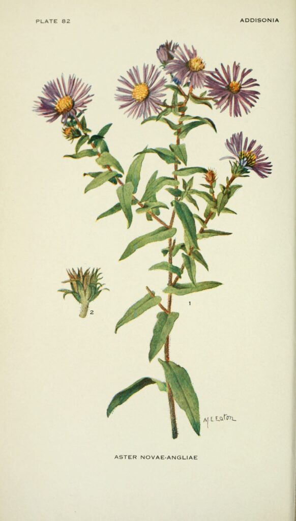 Aster_novae_angliae_sketch_2
