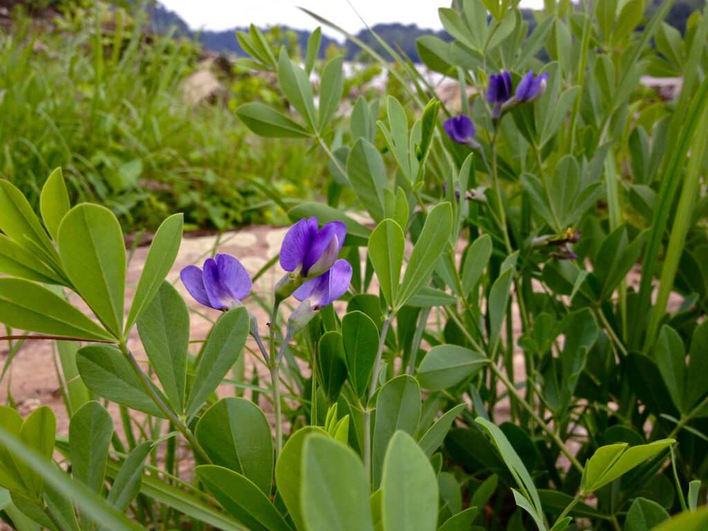Baptisia_australis_photo_1