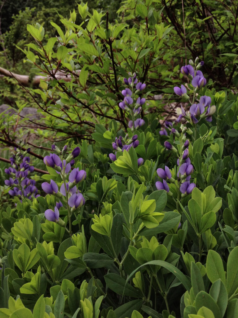 Baptisia_australis_photo_2