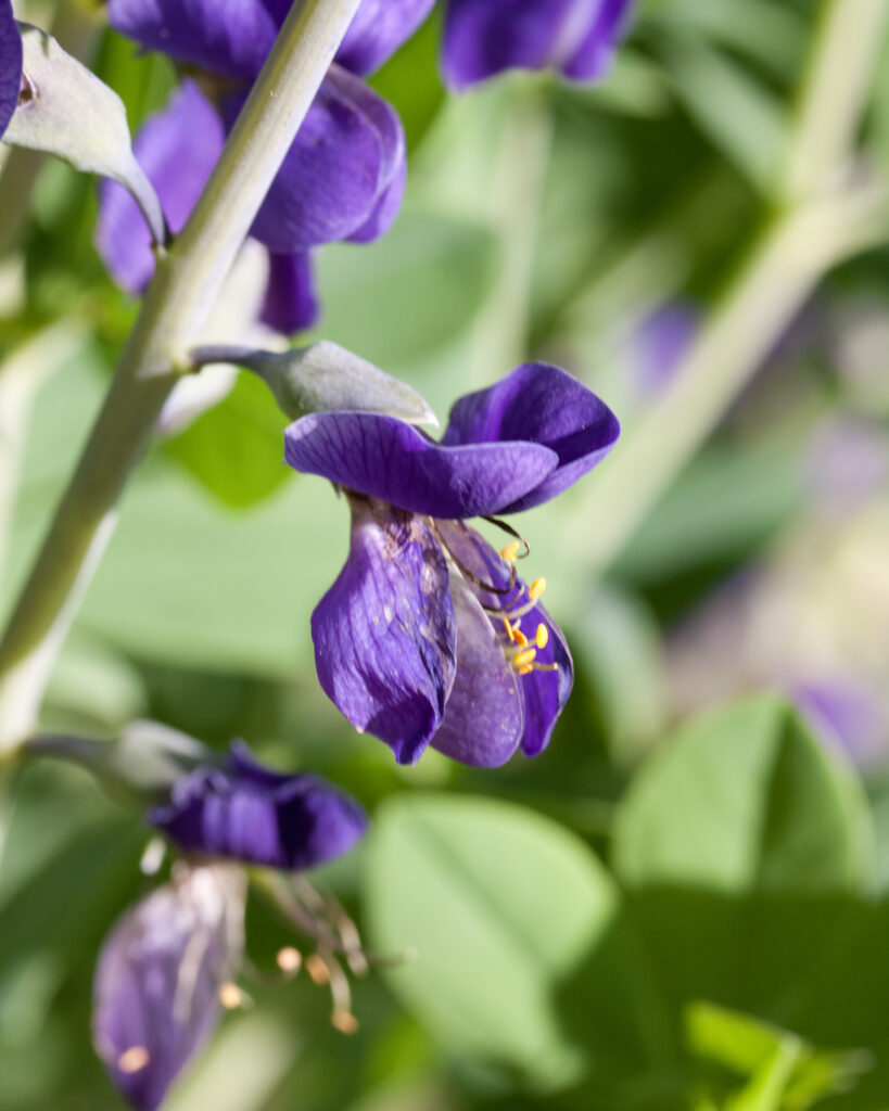 Baptisia australis