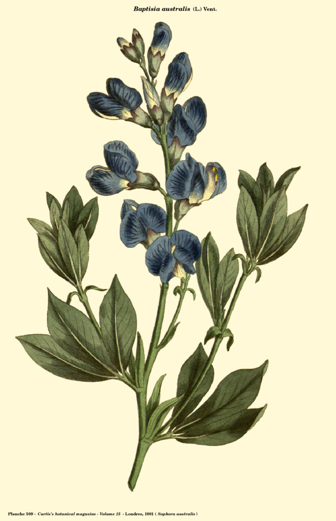 Baptisia_australis_sketch_1