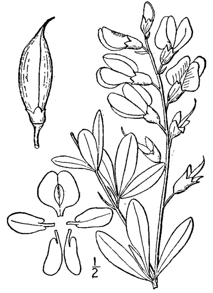 Baptisia_australis_sketch_2
