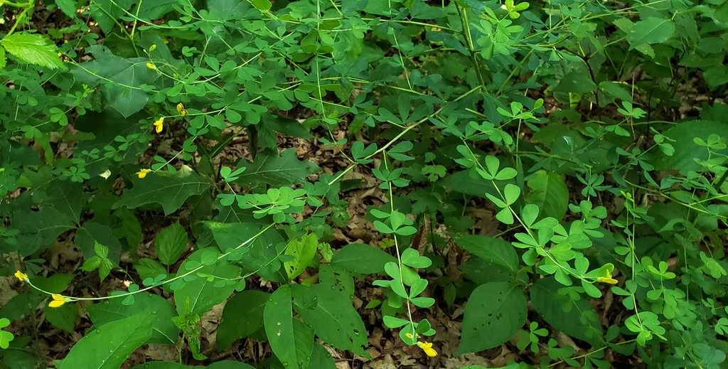 Baptisia_tinctoria_photo_1