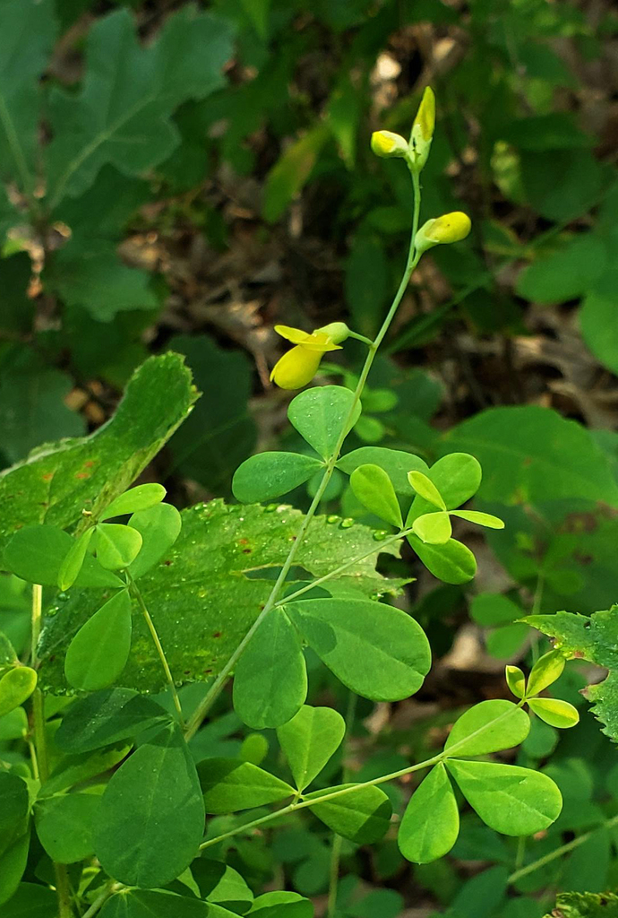 Baptisia_tinctoria_photo_2
