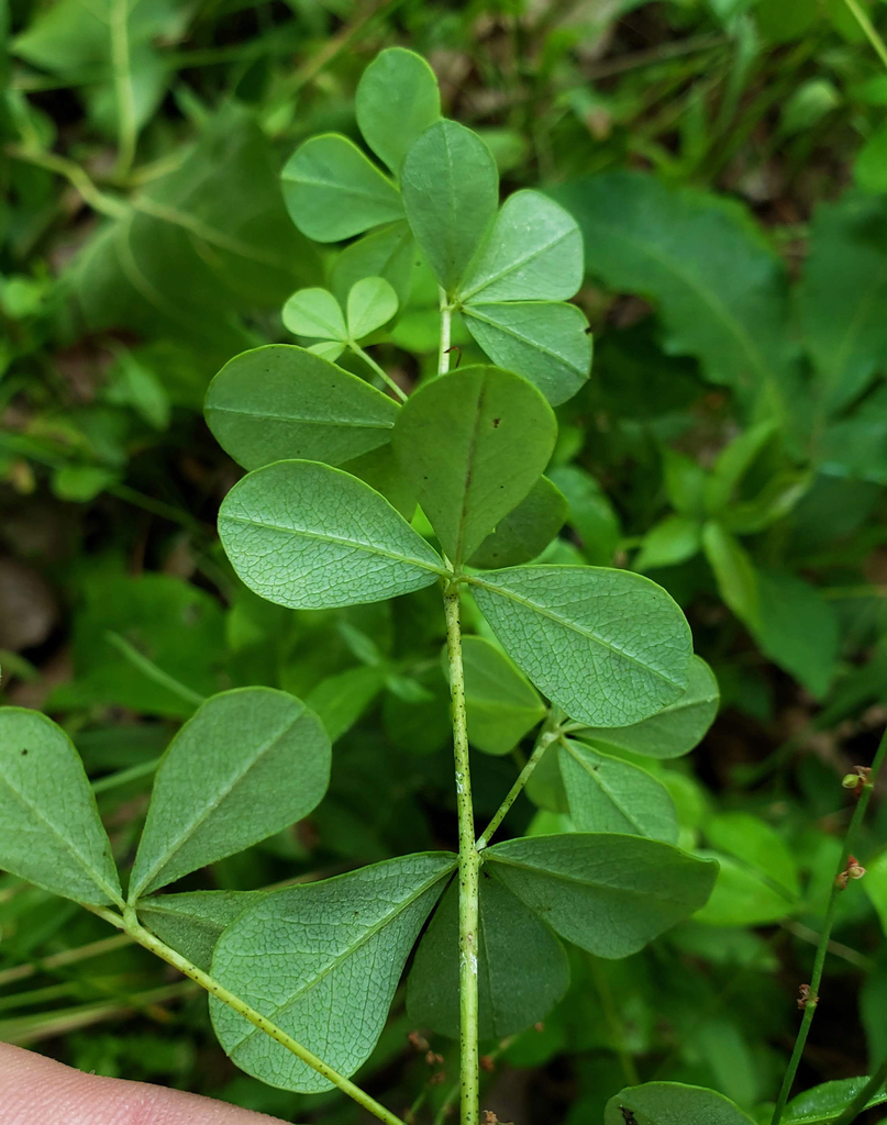 Baptisia_tinctoria_photo_3