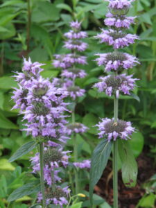 Downy Woodmint