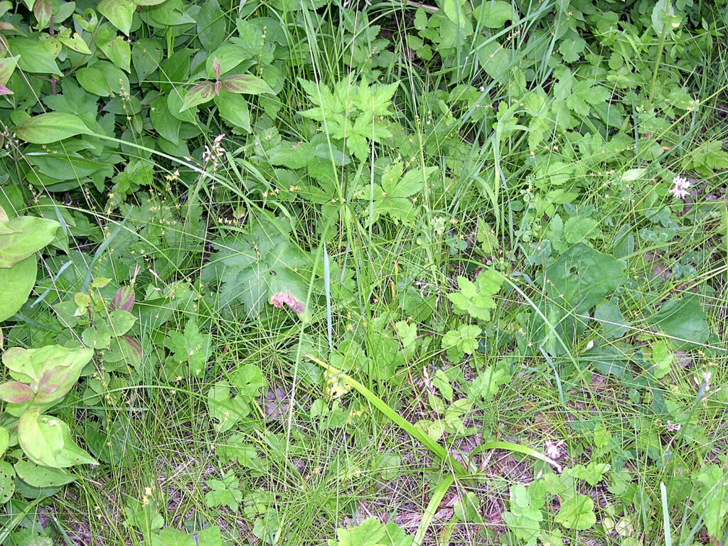 Carex_Radiata_photo_1