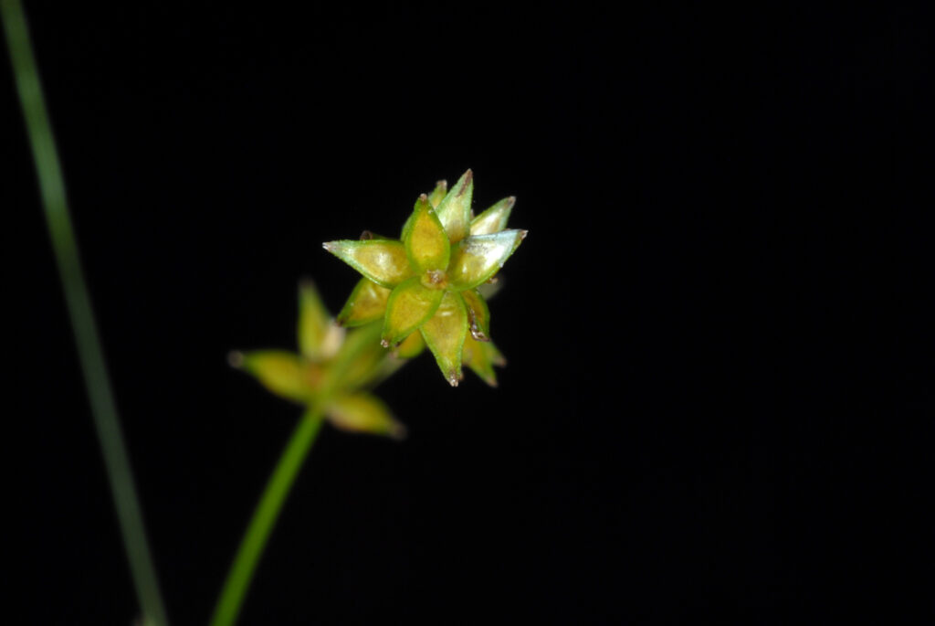 Carex_Radiata_photo_3