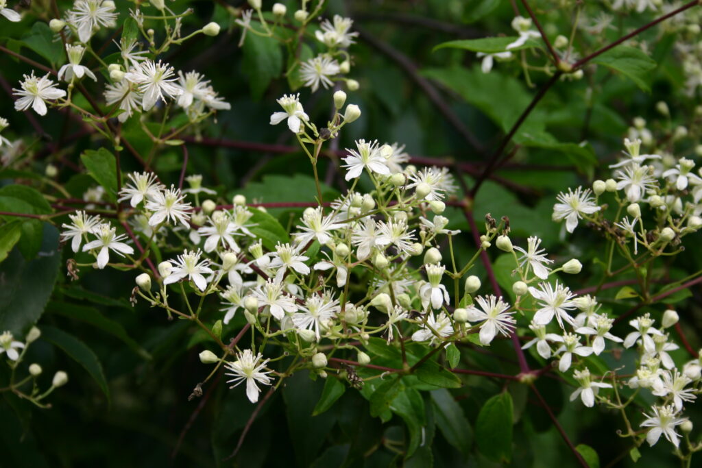 Clematis_virginiana_photo_1
