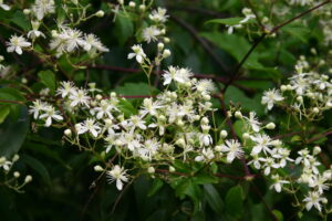 Virgin’s Bower
