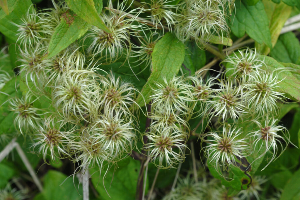 Clematis_virginiana_photo_2