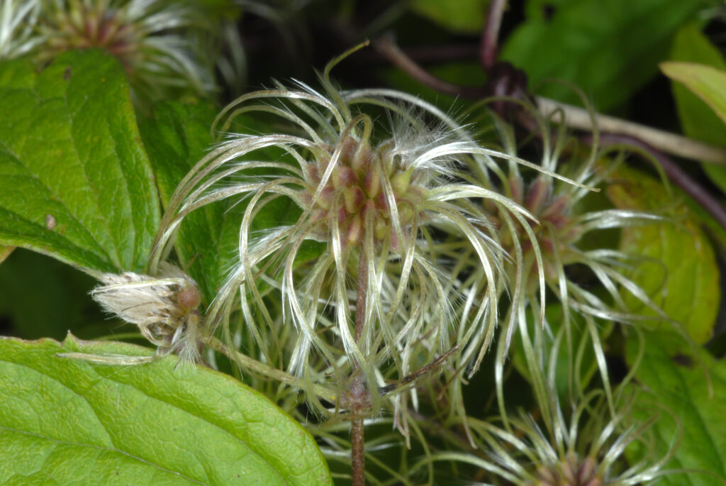 Clematis_virginiana_photo_3