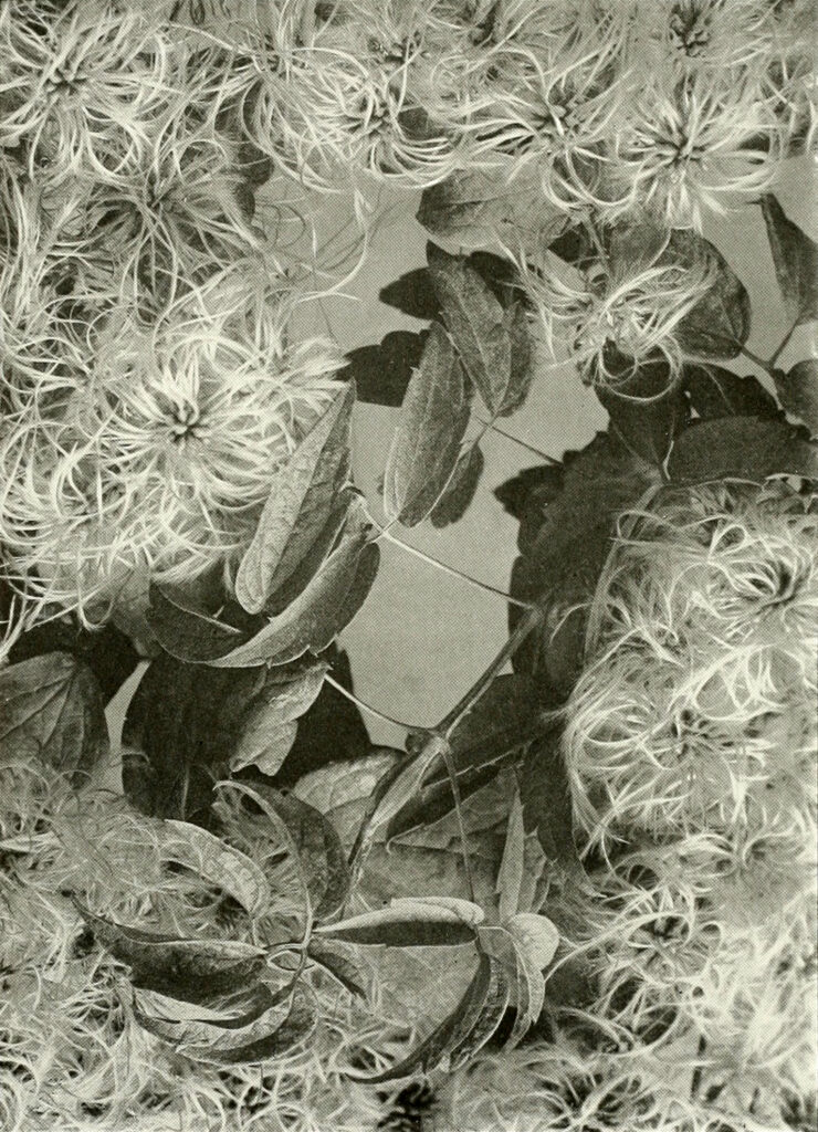 Clematis_virginiana_sketch_1