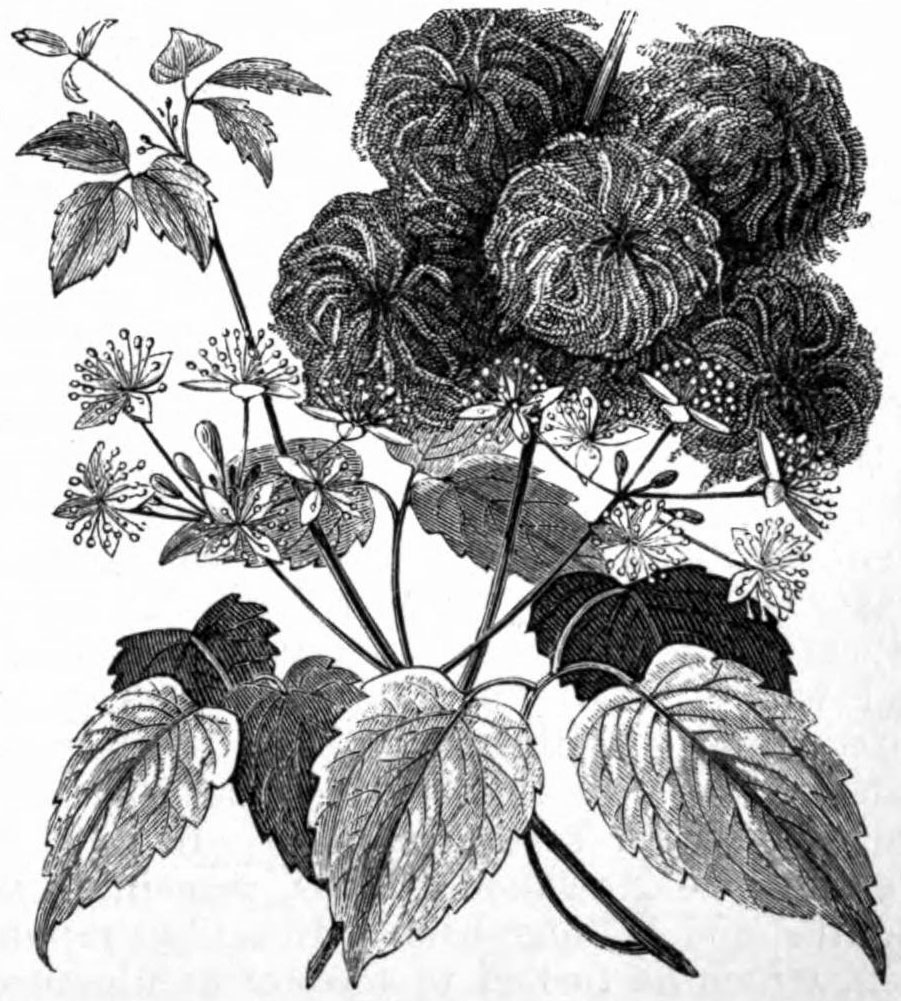 Clematis_virginiana_sketch_2