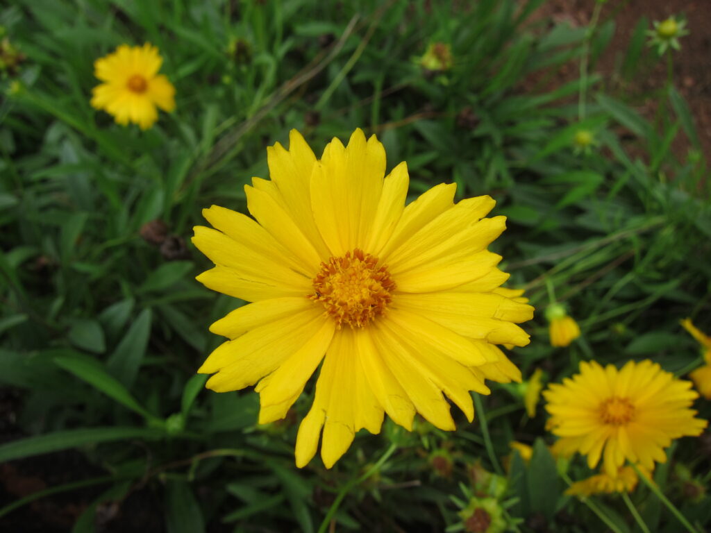 Coreopsis_lanceolata_photo1