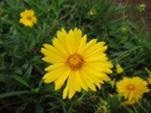 Coreopsis