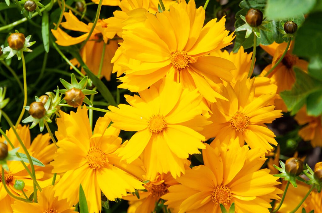 Coreopsis_lanceolata_photo_1
