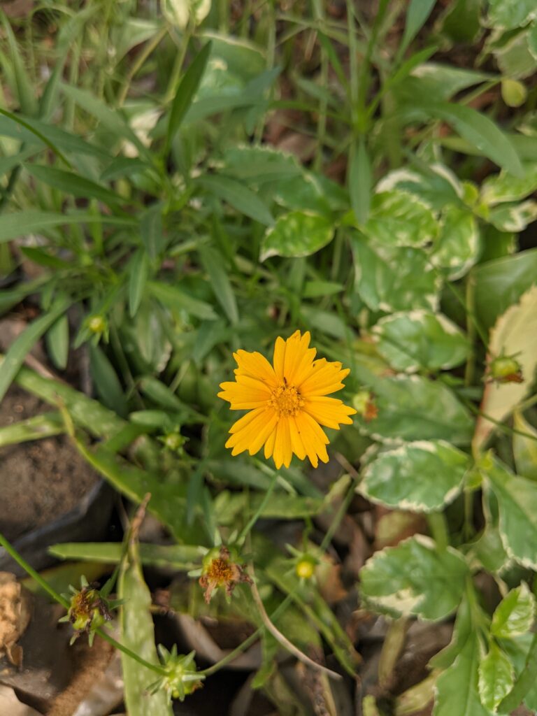Coreopsis_lanceolata_photo_2