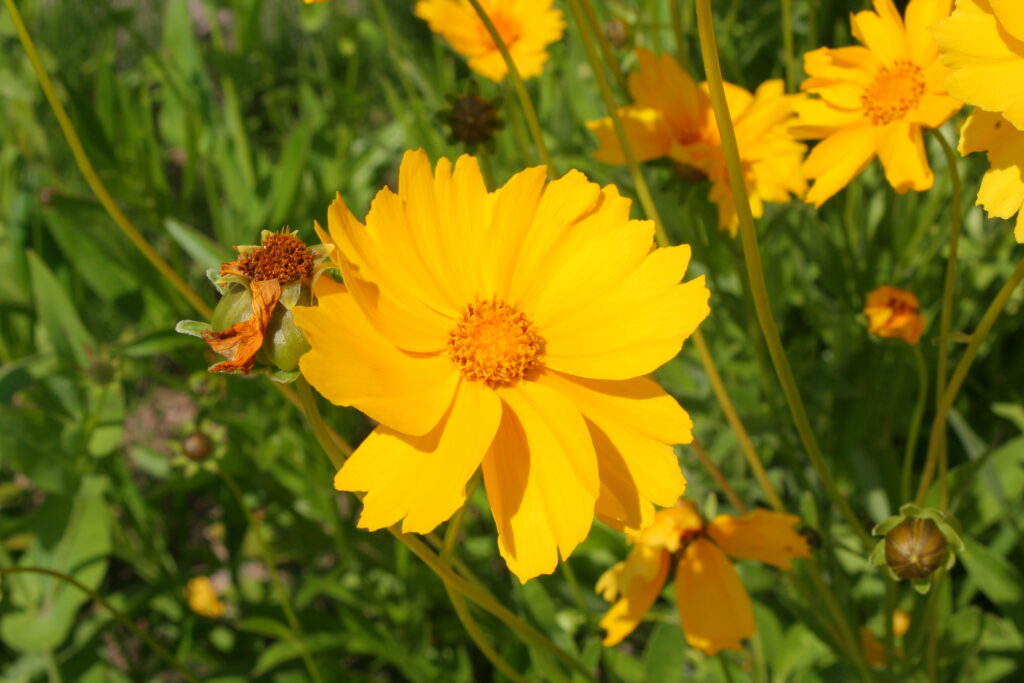 Coreopsis_lanceolata_photo_3