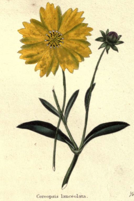 Coreopsis_lanceolata_sketch_1